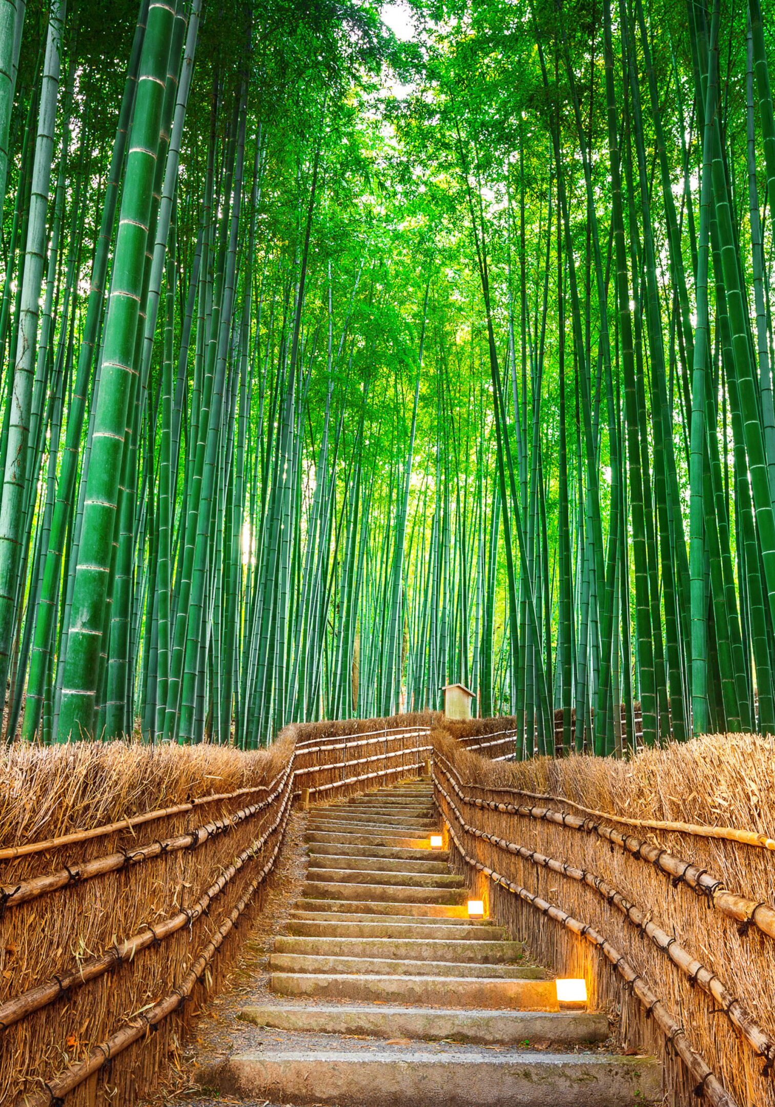 Bamboo Forest in Kyoto, Japan.